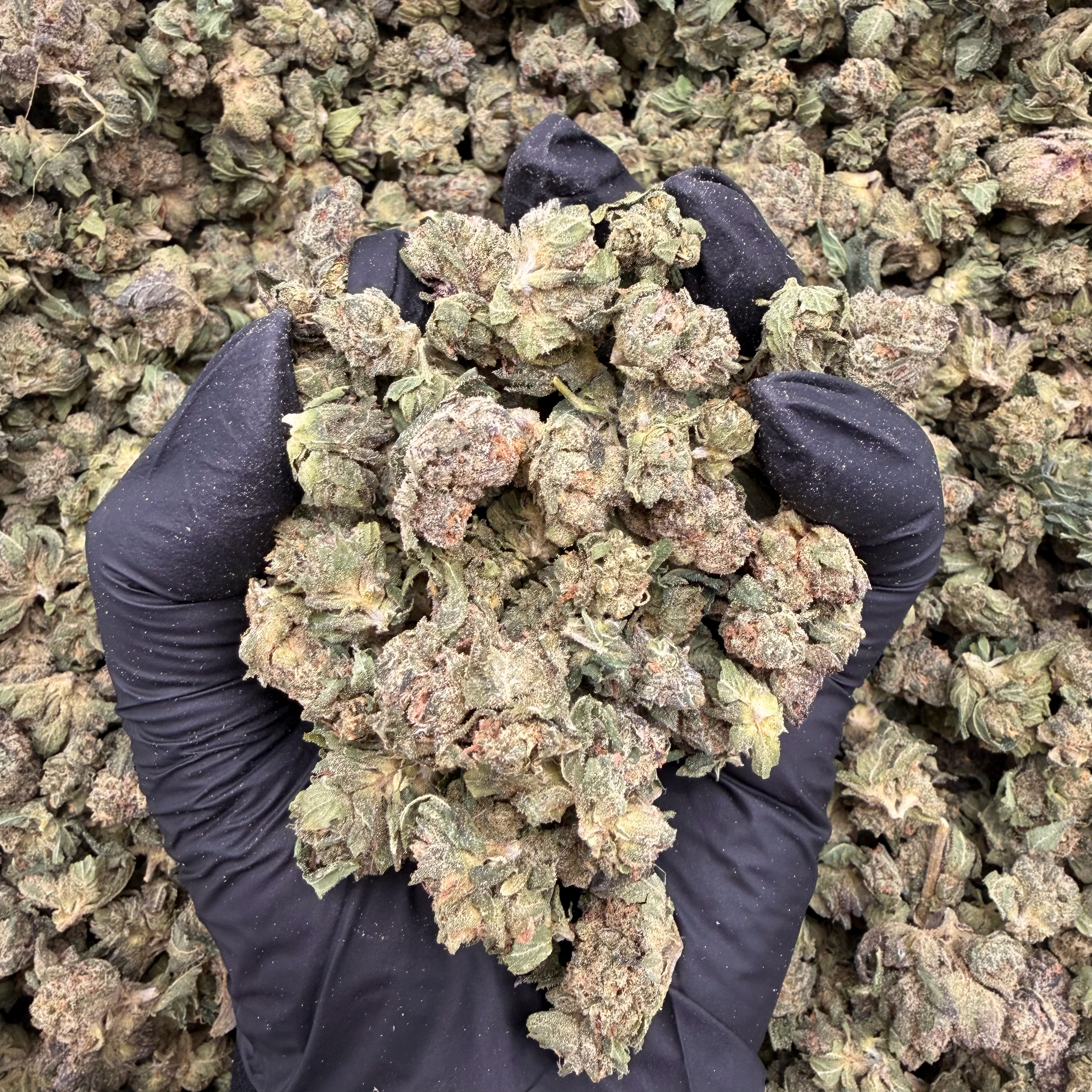 Peanut Butter Breath